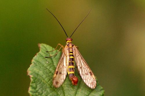 Panorpa cognata
